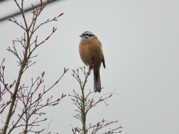 Meadow Bunting Lake Kawaguchiko Sun, 4/4/2021