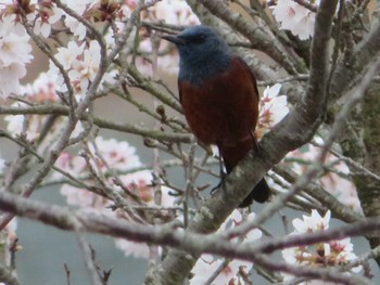 Blue Rock Thrush Lake Kawaguchiko Sun, 4/4/2021