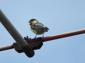 Japanese Tit 河口湖周辺 Mon, 4/5/2021