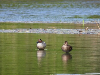 2023年4月23日(日) 見沼自然公園の野鳥観察記録