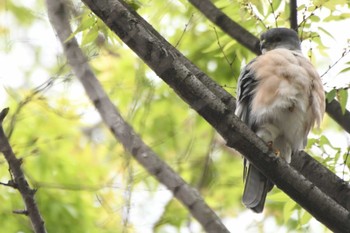 Japanese Sparrowhawk 鷺沼公園 Sat, 4/8/2023