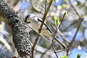 サンショウクイ 場所が不明 2023年4月22日(土)