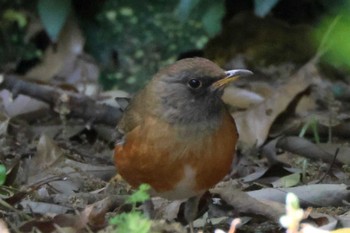 2023年4月22日(土) 庄内緑地公園の野鳥観察記録