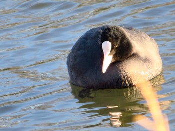 Eurasian Coot 越辺川(埼玉県川島町) Sun, 2/9/2020