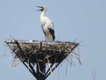 Oriental Stork 渡良瀬遊水池 Wed, 3/22/2023