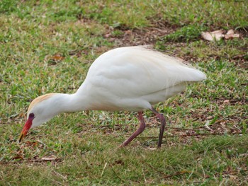 Eastern Cattle Egret オアフ島マジックアイランド Wed, 3/29/2023