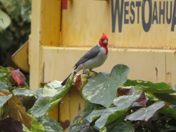 Red-crested Cardinal オアフ島マジックアイランド Wed, 3/29/2023