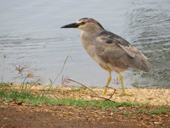 Green Heron オアフ島マジックアイランド Wed, 3/29/2023