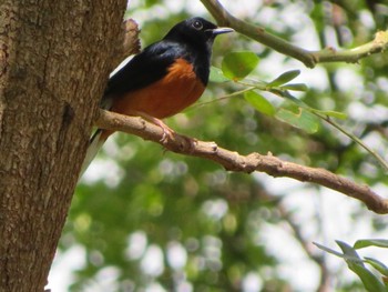 White-rumped Shama ホノルル動物園 Thu, 3/30/2023