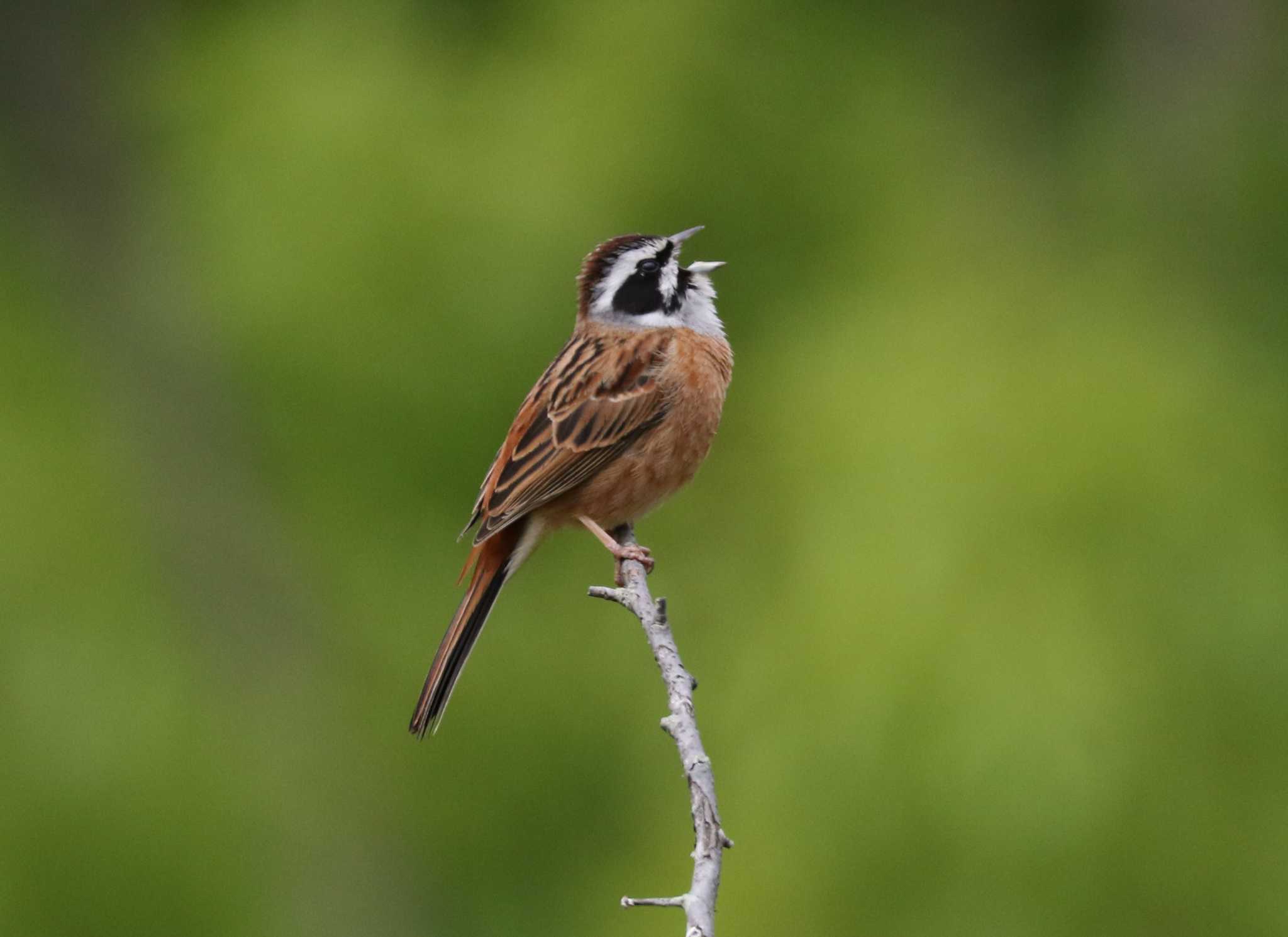 Photo of Meadow Bunting at 横浜市 by テツ