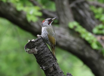 Japanese Green Woodpecker 横浜市 Sun, 4/23/2023