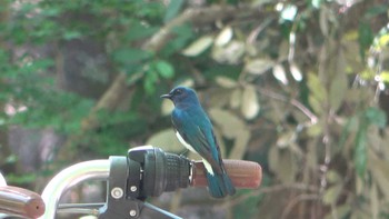 オオルリ 春日山原始林 2023年4月22日(土)