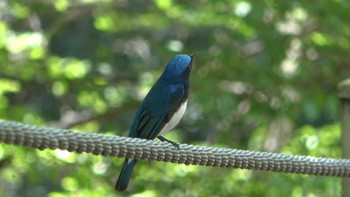 Blue-and-white Flycatcher 春日山原始林 Sat, 4/22/2023