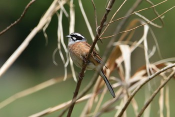 Meadow Bunting 羽生水郷公園 Sun, 4/23/2023