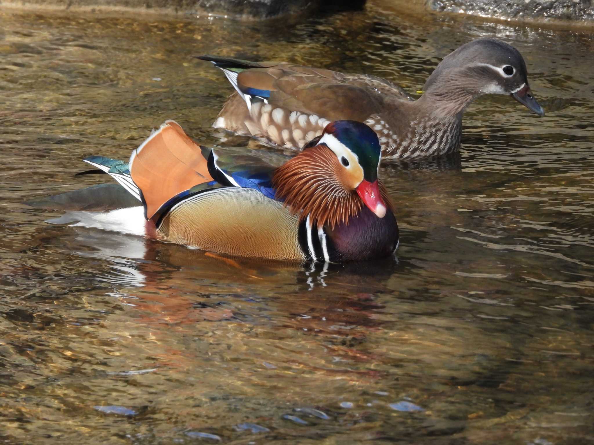 Mandarin Duck