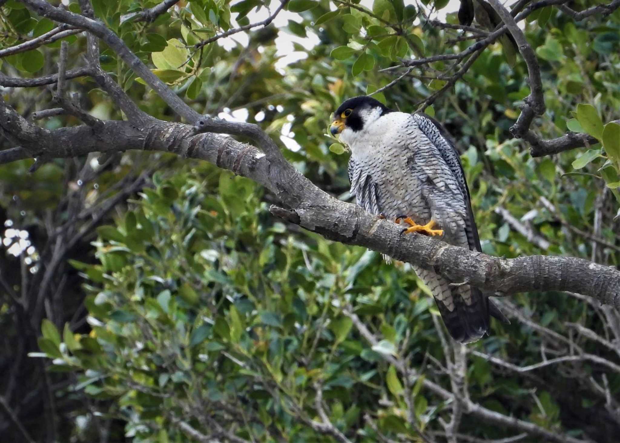 Photo of Peregrine Falcon at 江ノ島 by まつげ