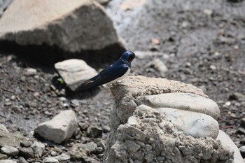 Barn Swallow 門池公園(沼津市) Sun, 4/23/2023