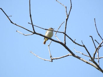 2023年4月23日(日) 大阪府民の森むろいけ園地の野鳥観察記録