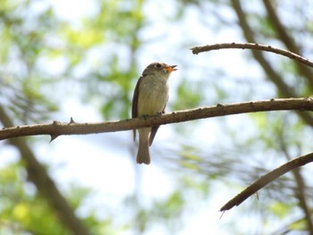 Asian Brown Flycatcher くろんど池 Sun, 4/23/2023