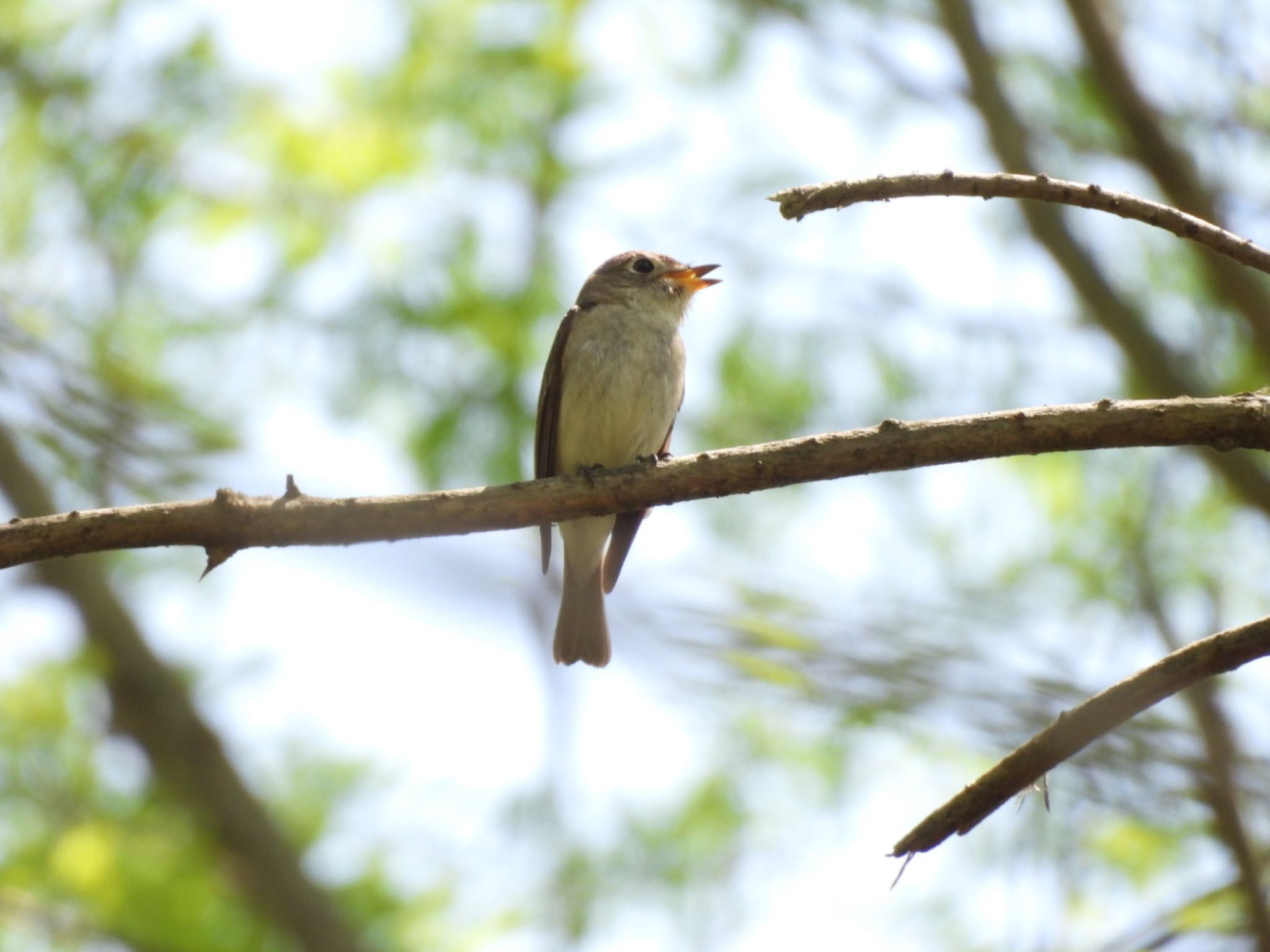 Photo of Asian Brown Flycatcher at くろんど池 by Yukarich