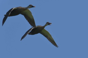 2018年6月3日(日) 滋賀県びわこ地球市民の森の野鳥観察記録