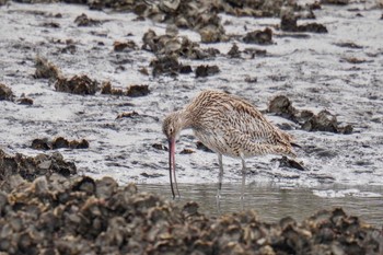 ホウロクシギ 葛西臨海公園 2023年4月2日(日)