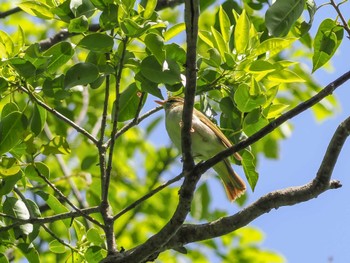 Eastern Crowned Warbler 京都市宝ヶ池公園 Sun, 4/23/2023