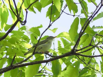 Eastern Crowned Warbler 京都市宝ヶ池公園 Sun, 4/23/2023