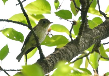 コサメビタキ 楽山公園(山梨県都留市) 2023年4月23日(日)