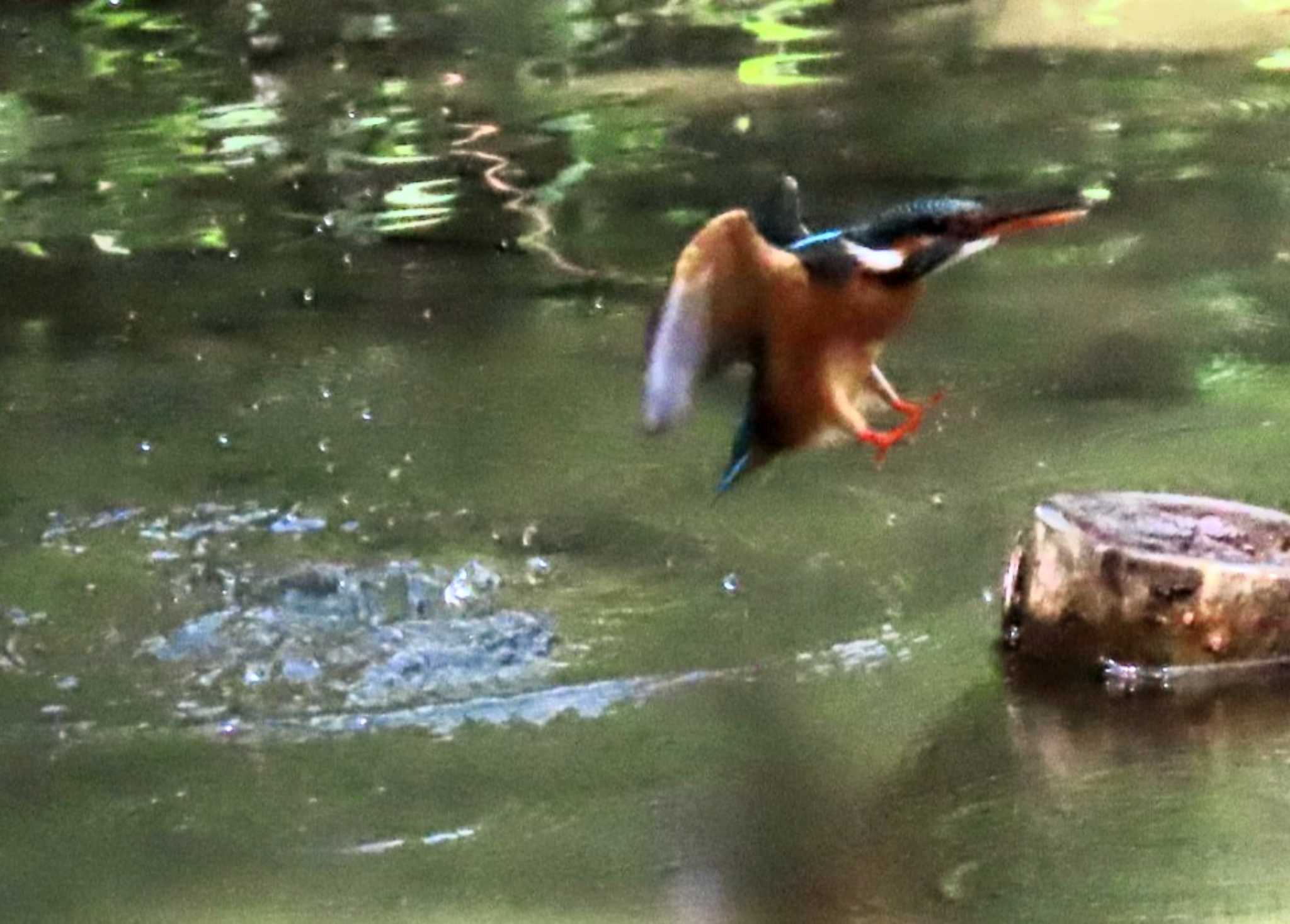 Photo of Common Kingfisher at ギャザリアビオガーデン　フジクラ木場千年の森 by しろくま