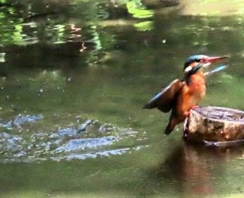 Common Kingfisher ギャザリアビオガーデン　フジクラ木場千年の森 Sun, 4/23/2023