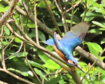 Common Kingfisher ギャザリアビオガーデン　フジクラ木場千年の森 Sun, 4/23/2023