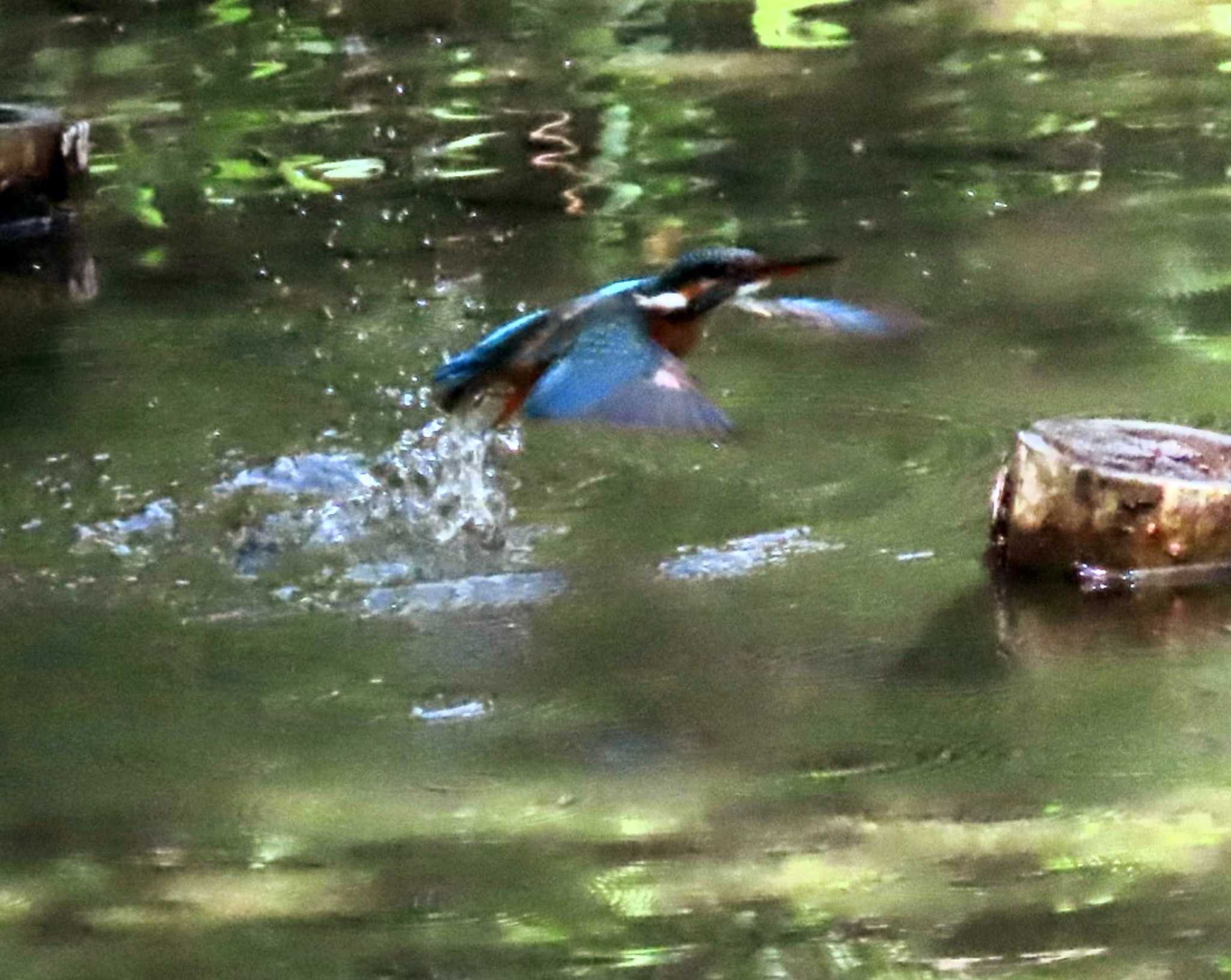 Photo of Common Kingfisher at ギャザリアビオガーデン　フジクラ木場千年の森 by しろくま