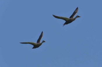 カルガモ 滋賀県びわこ地球市民の森 2018年6月3日(日)