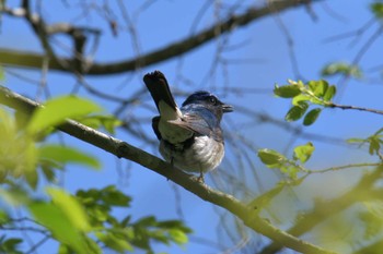 オオルリ みなくち子どもの森 2023年4月23日(日)