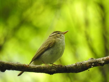 2023年4月23日(日) 早戸川林道の野鳥観察記録