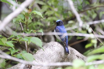 オオルリ 早戸川林道 2023年4月23日(日)