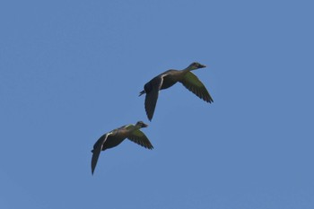 カルガモ 滋賀県びわこ地球市民の森 2018年6月3日(日)