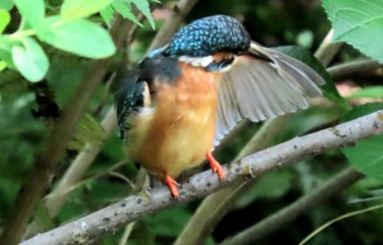 Common Kingfisher ギャザリアビオガーデン　フジクラ木場千年の森 Sun, 4/23/2023