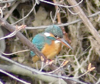 2023年4月23日(日) 真駒内公園の野鳥観察記録