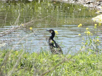 カワウ 浅川 2023年4月9日(日)