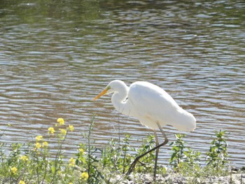 2023年4月9日(日) 浅川の野鳥観察記録