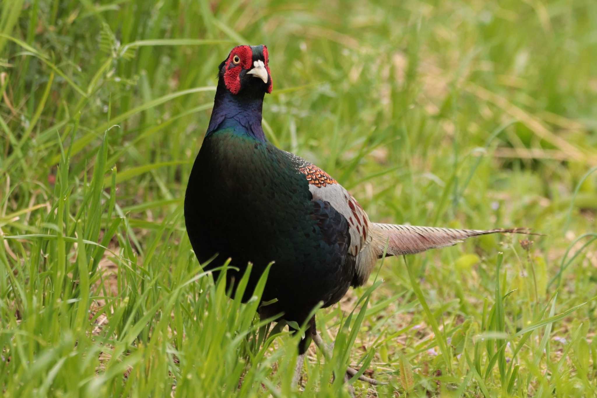 Green Pheasant