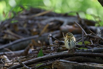 2023年4月22日(土) 大阪城公園の野鳥観察記録