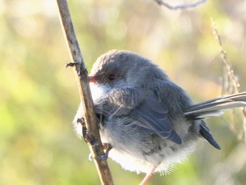 ルリオーストラリアムシクイ Jerrabomberra Wetlands, Fyshwick, ACT, Australia 2023年4月14日(金)