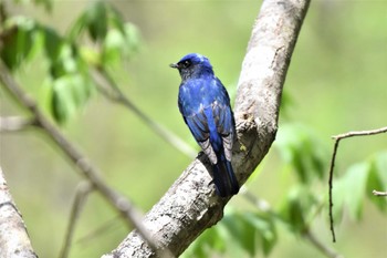 Blue-and-white Flycatcher 烏川渓谷緑地 Sat, 4/22/2023