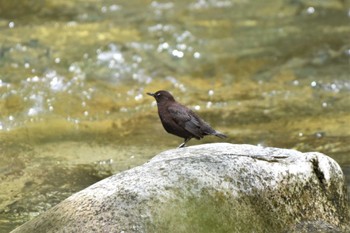 Brown Dipper 烏川渓谷緑地 Sat, 4/22/2023