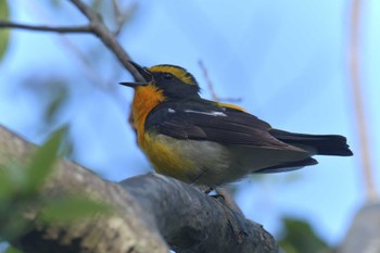 Narcissus Flycatcher みなくち子どもの森 Sun, 4/23/2023