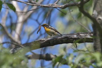 Narcissus Flycatcher みなくち子どもの森 Sun, 4/23/2023