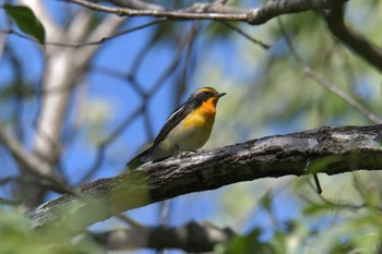 Narcissus Flycatcher みなくち子どもの森 Sun, 4/23/2023